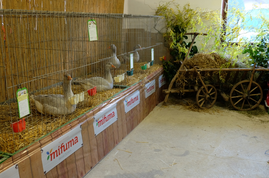 Gänse